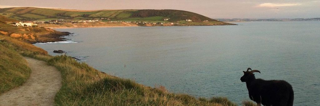 Black sheep and coastal view