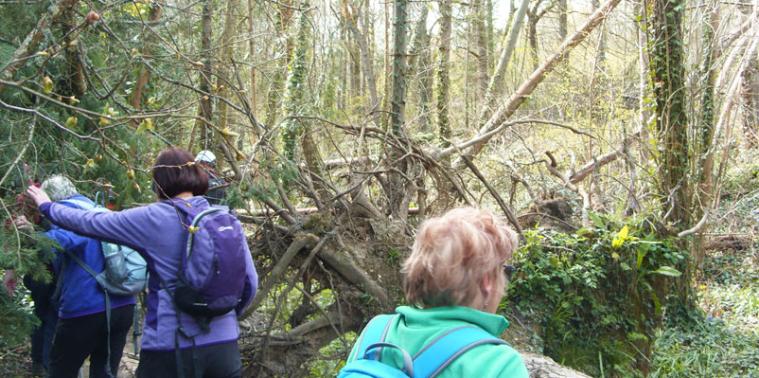 Walker climbing through a fallen tree
