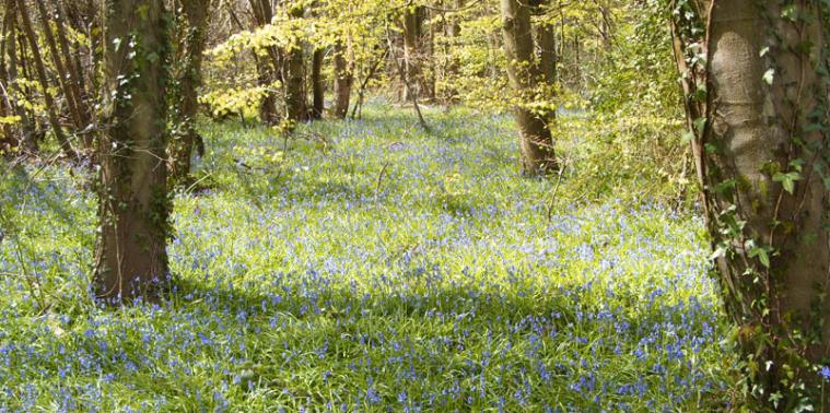 Bluebells in a wood