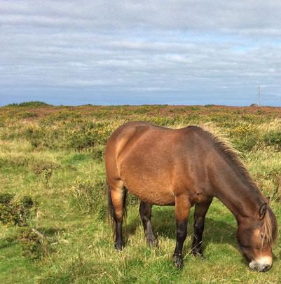 Exmoor pony