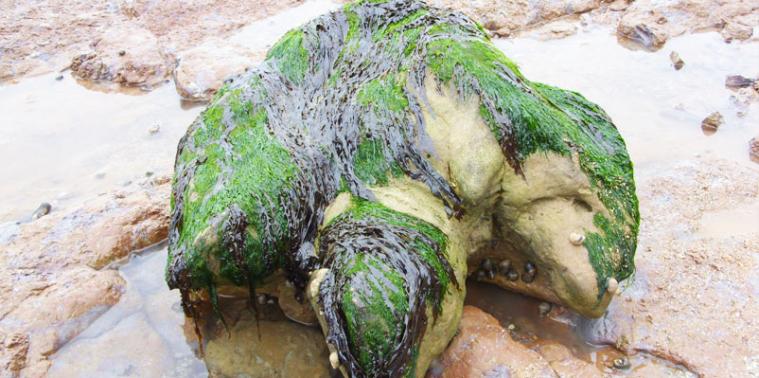 A giant fossilised dino footprint