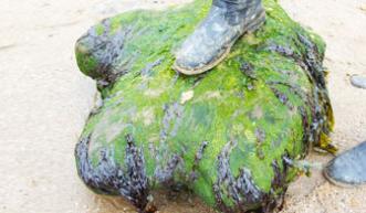 Footprint with human foot for scale