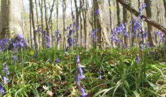 Bluebells