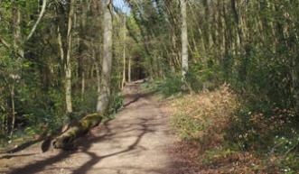 A path in the woods