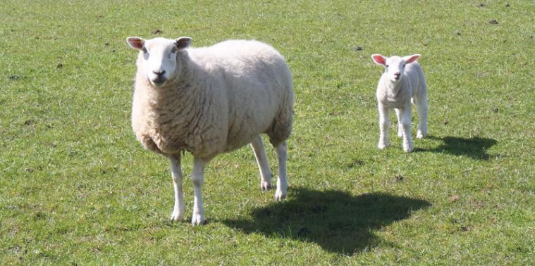 Sheep and lamb
