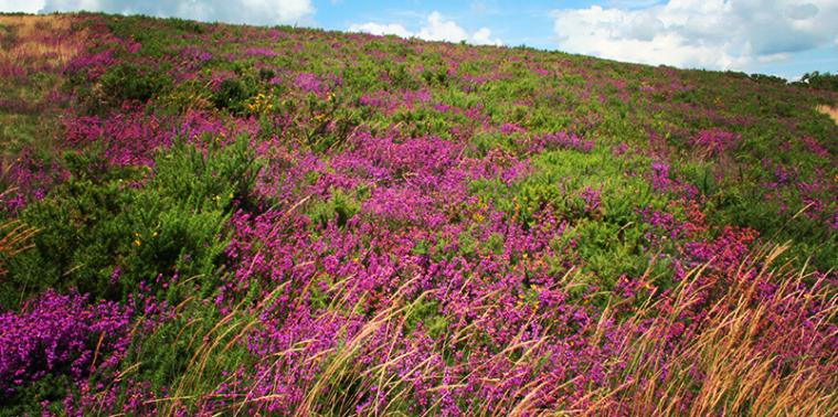 Heather in Dartmoor National Park