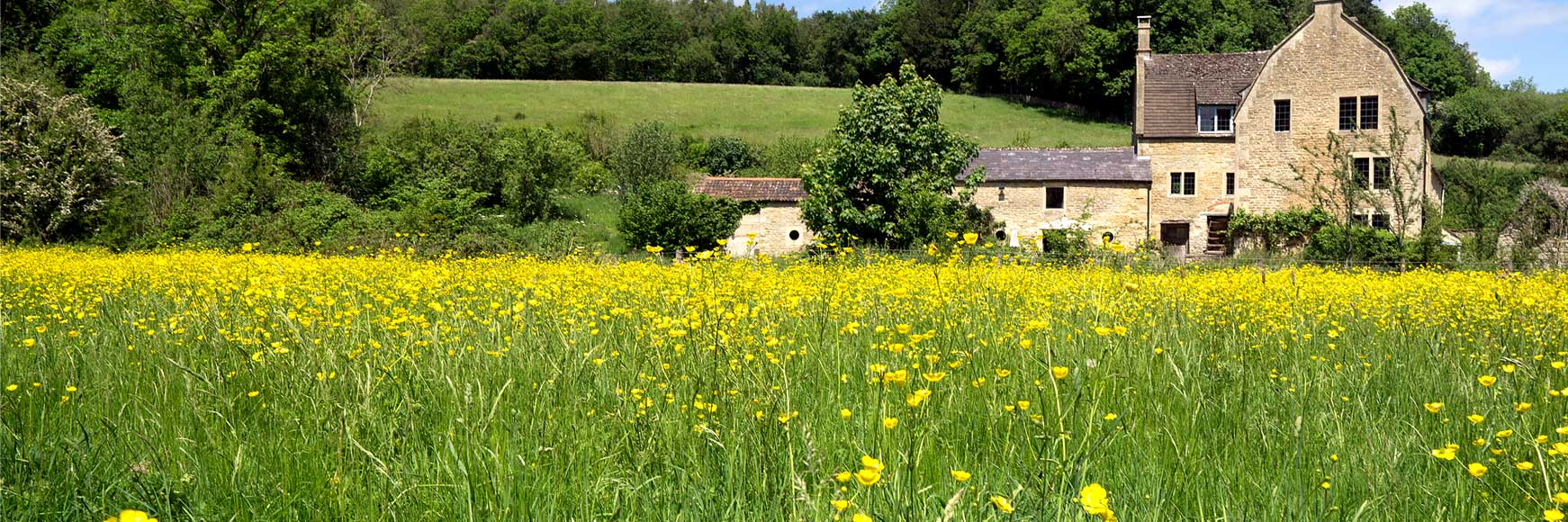 A colour field field of flowers