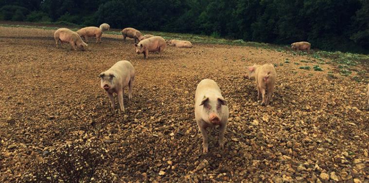 Pigs in a field