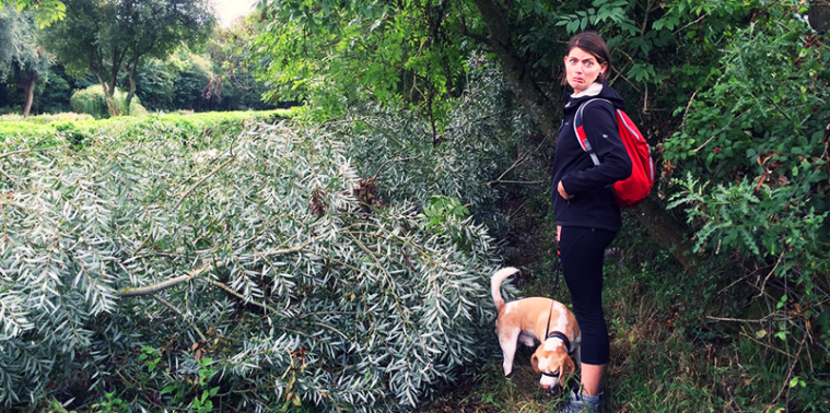 A fallen tree on the path