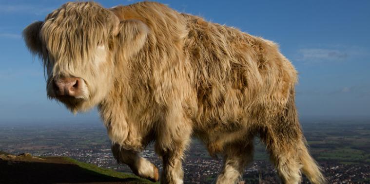 Highland cow