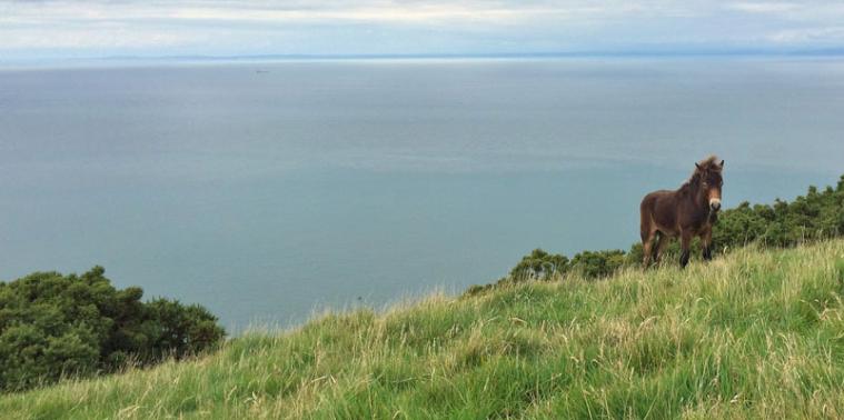 Young exmoor pony
