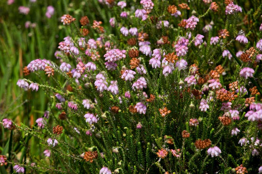 Cross-leaved heath plant in flower