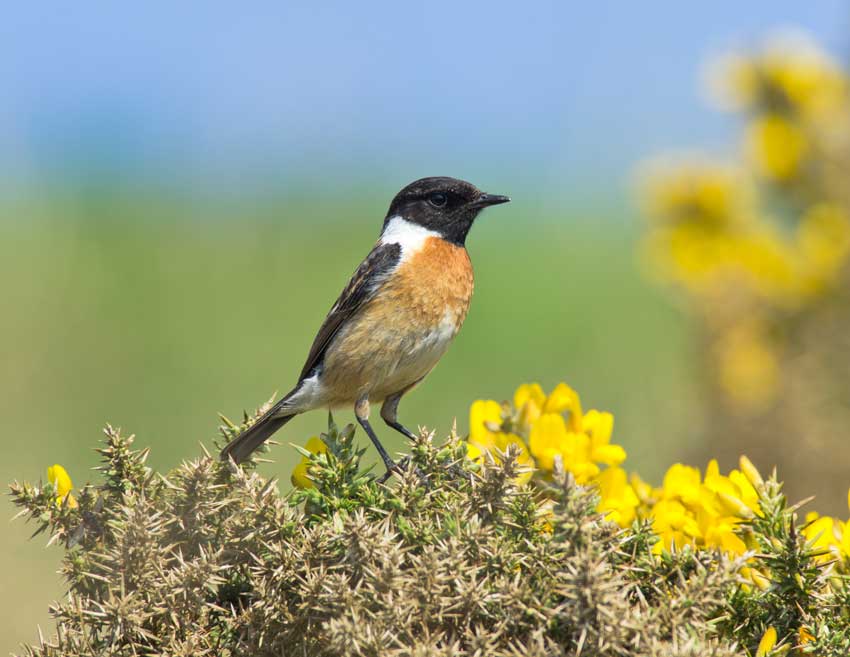 Stonechat