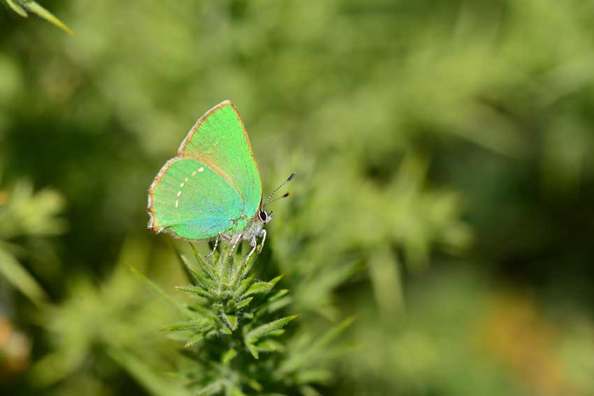 Green Hairstreak