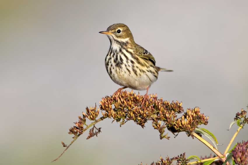 Meadow Pipit