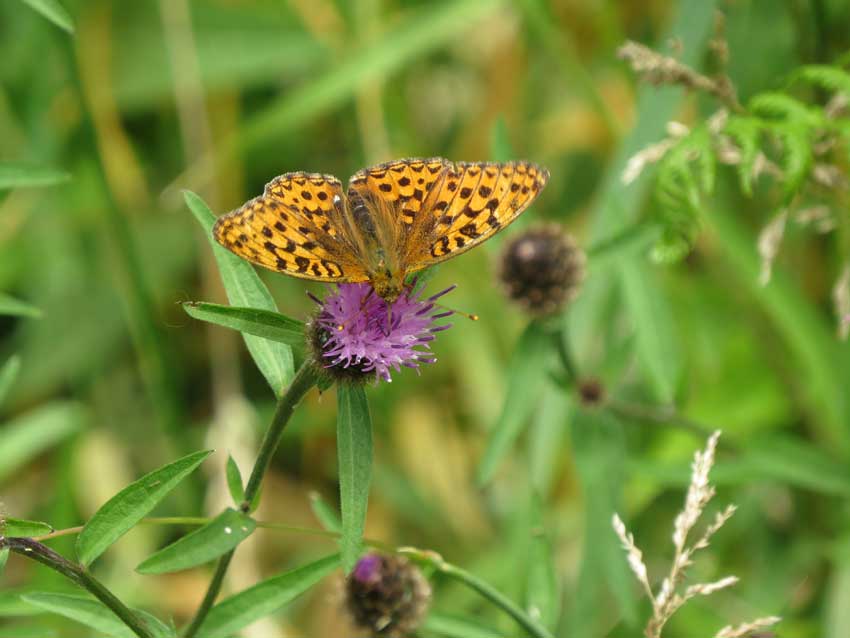 High Brown Fritillary