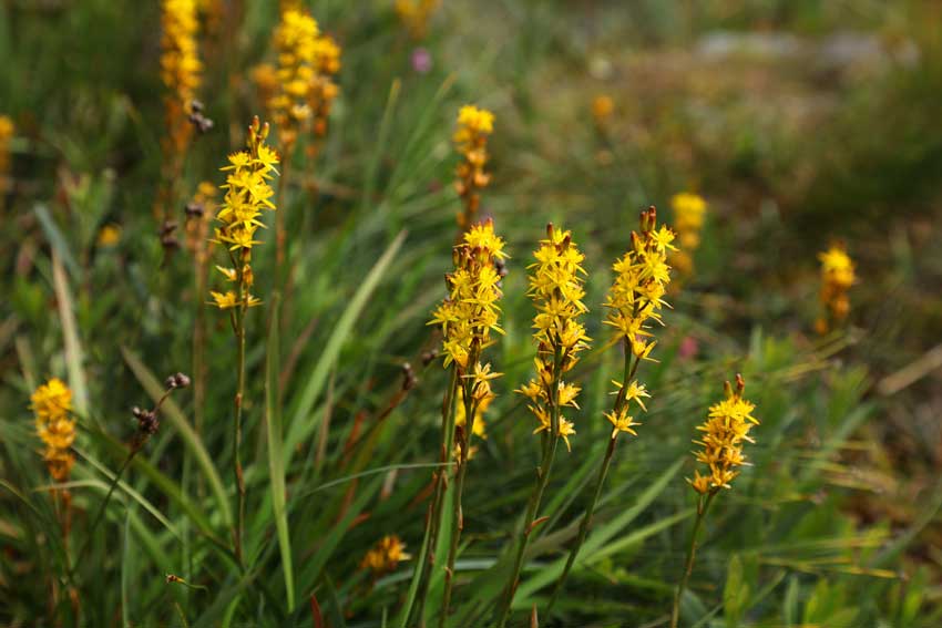 Bog Asphodel