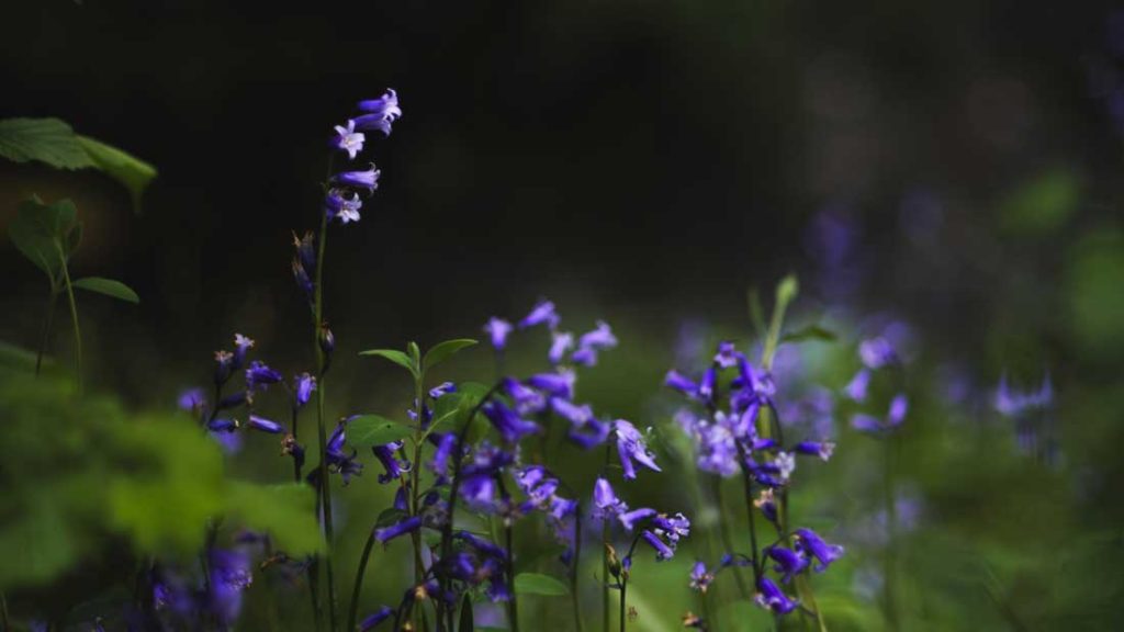 Common Bluebell (Hyacinthoides non-scripta) at the neighbouring woodland of OSHQ