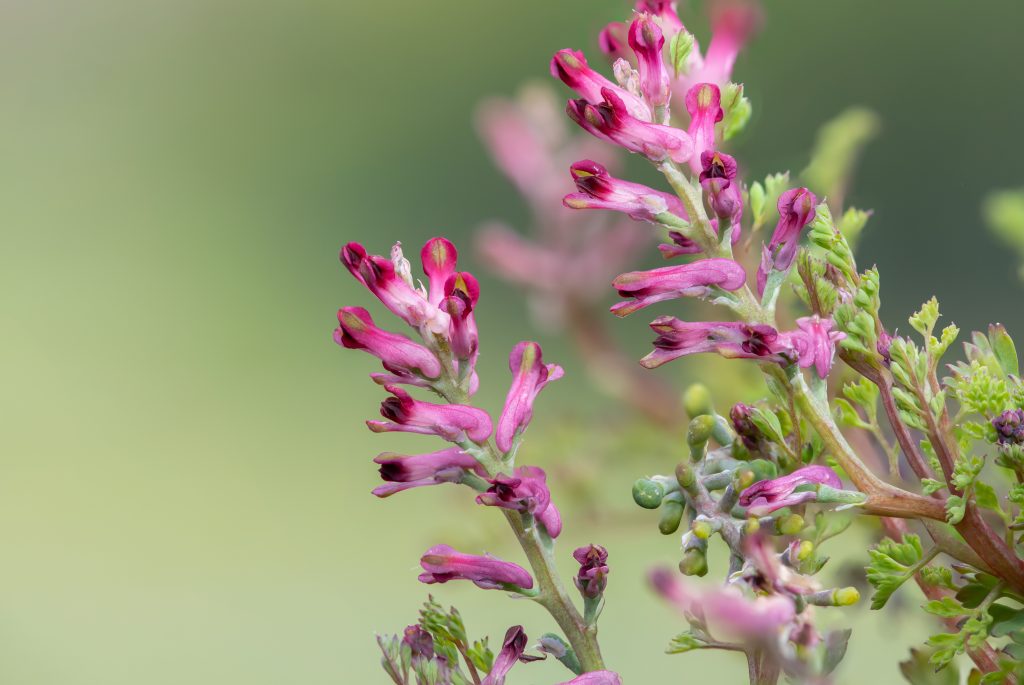 British Wildflowers - Macro shot of flowers on a common fumitory (fumaria officinalis) plant