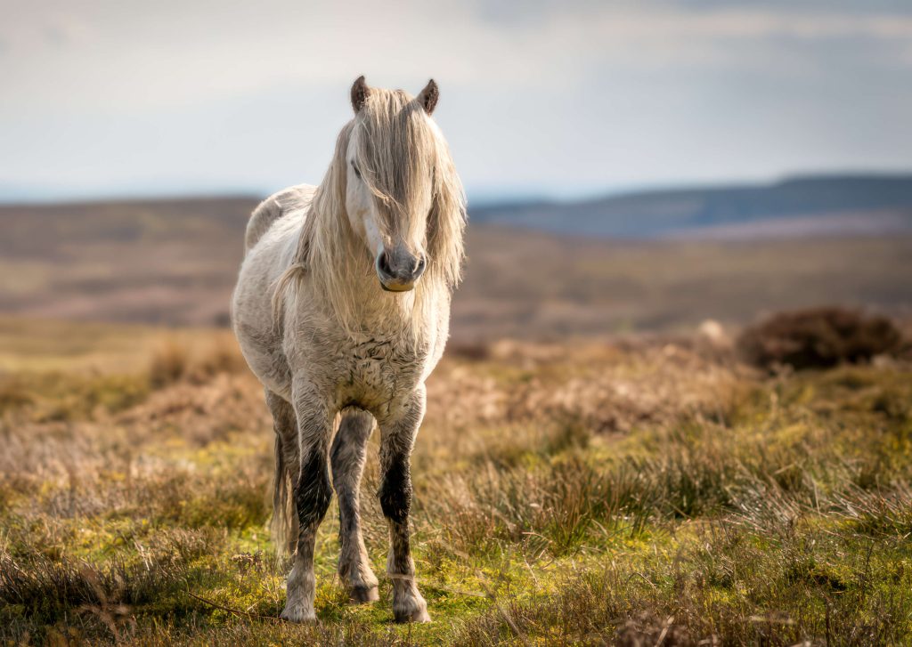 Long Mynd Bridleway