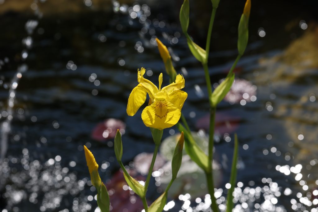 British Wildflower - A stunning yellow flag Iris blooming in the garden