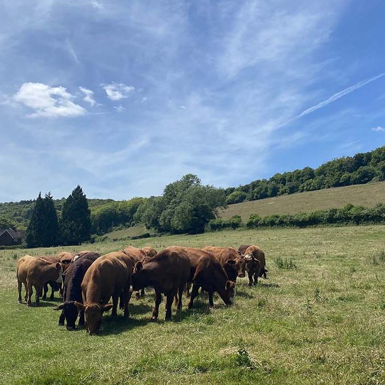 cows Butser Hill run