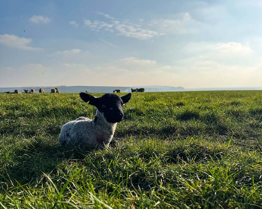 lambs on south downs cliff walk