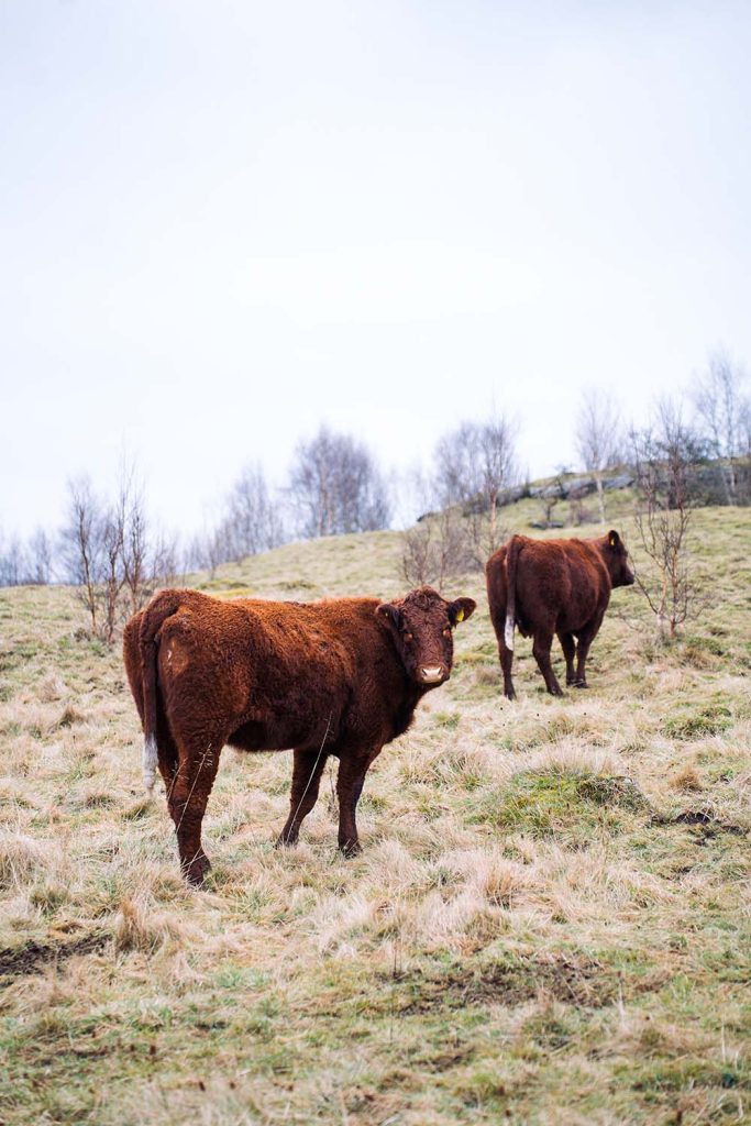 Grassington Circular Walk