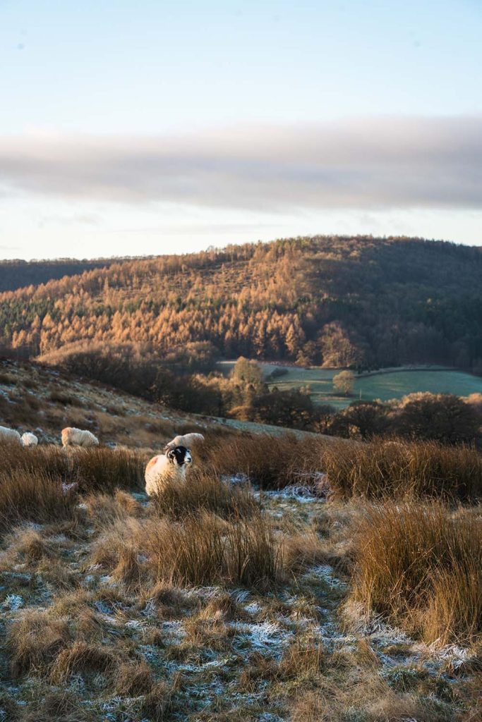 Hawnby Circular Walk