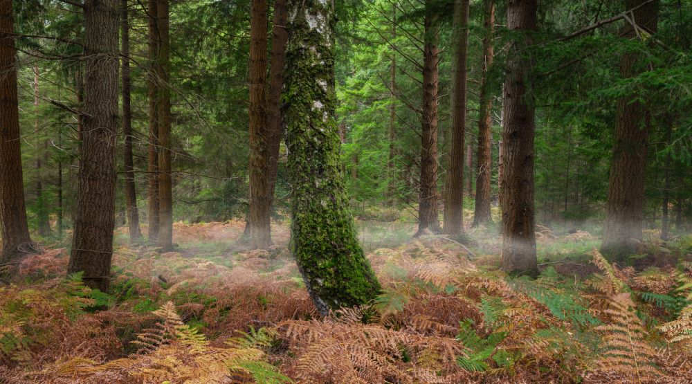 new forest national park woodland
