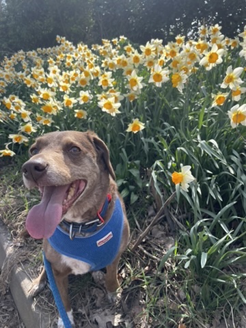 Other Blue with spring daffodills