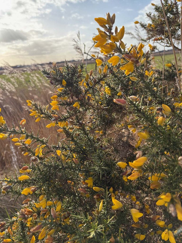 Southwold Circular Walk - image 9 gorse