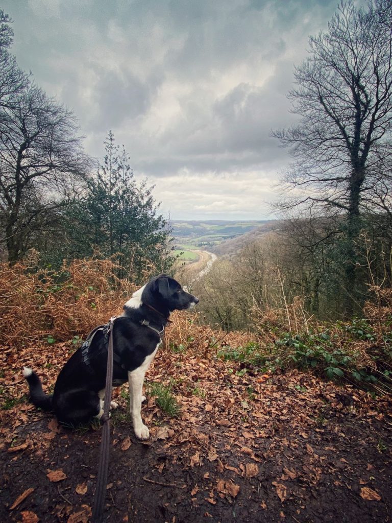 Beacon Hill Wye Valley with dog