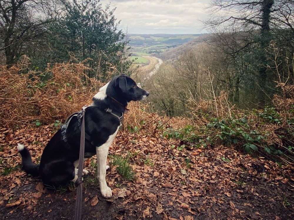 Beacon Hill Wye Valley with dog