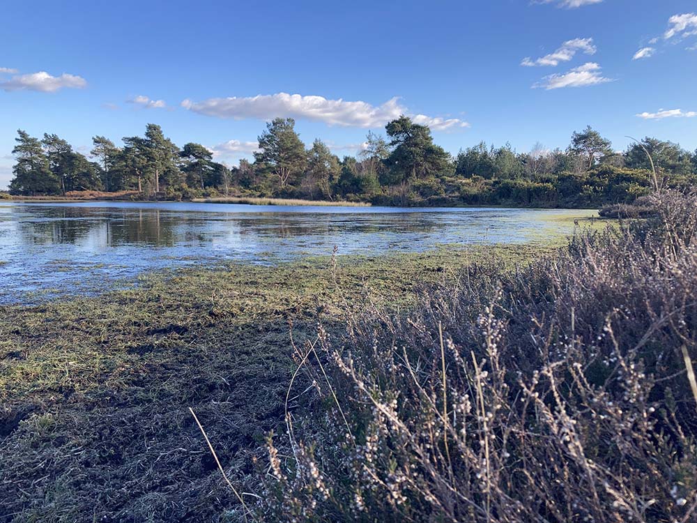 Water on the Burley walk
