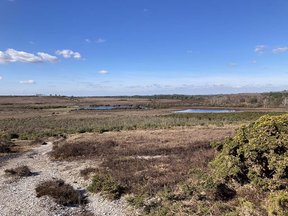 Burley walk New Forest