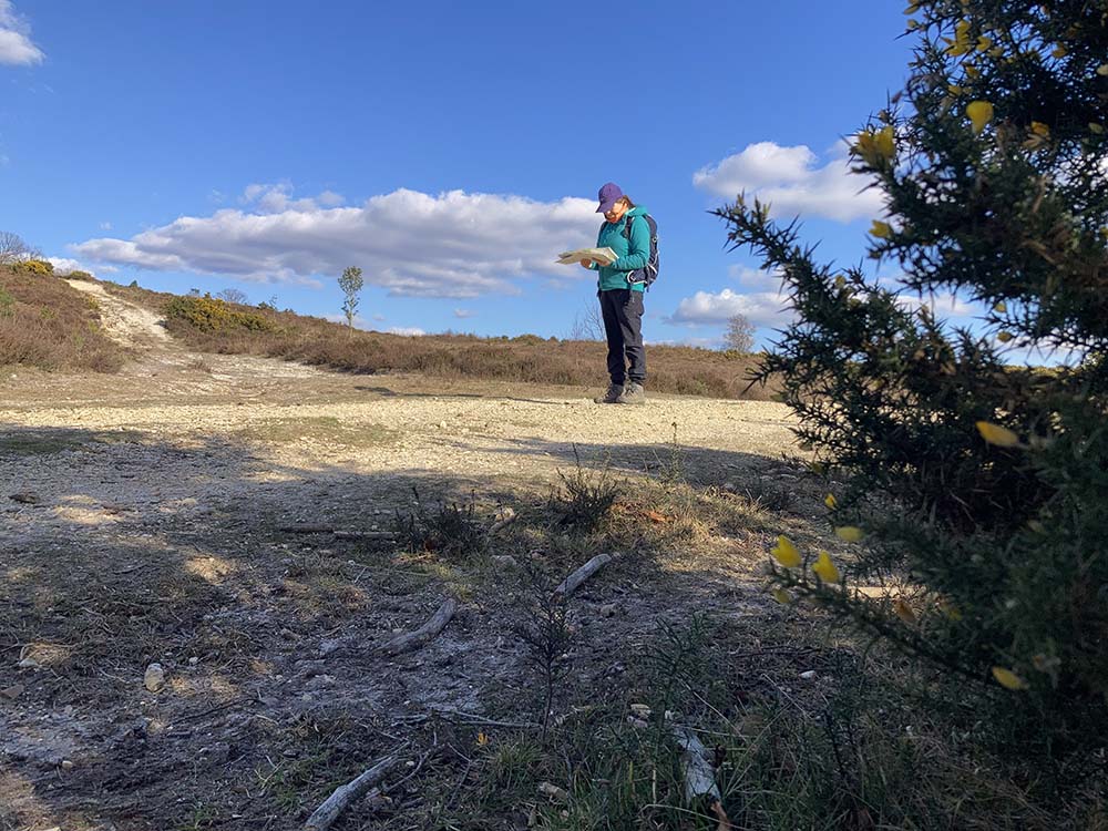 Burley walk New Forest - checking the map