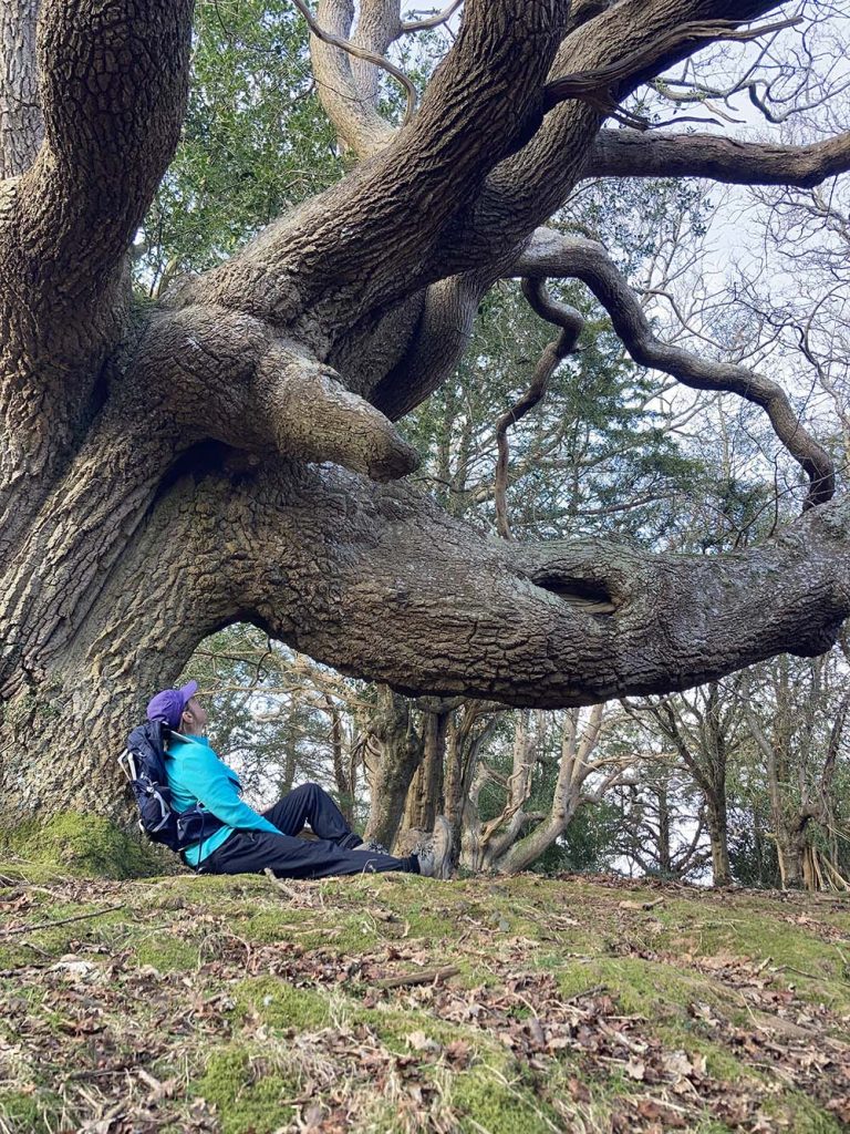 huge old oak tree and sue
