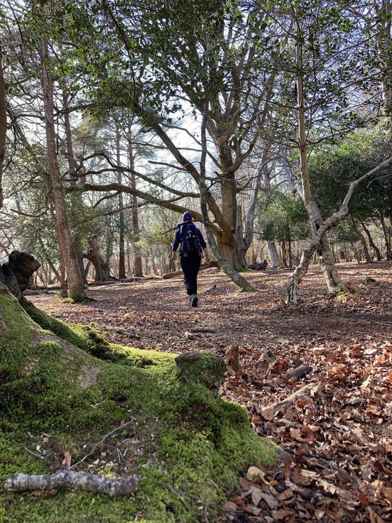 Lyndhurst walk new forest