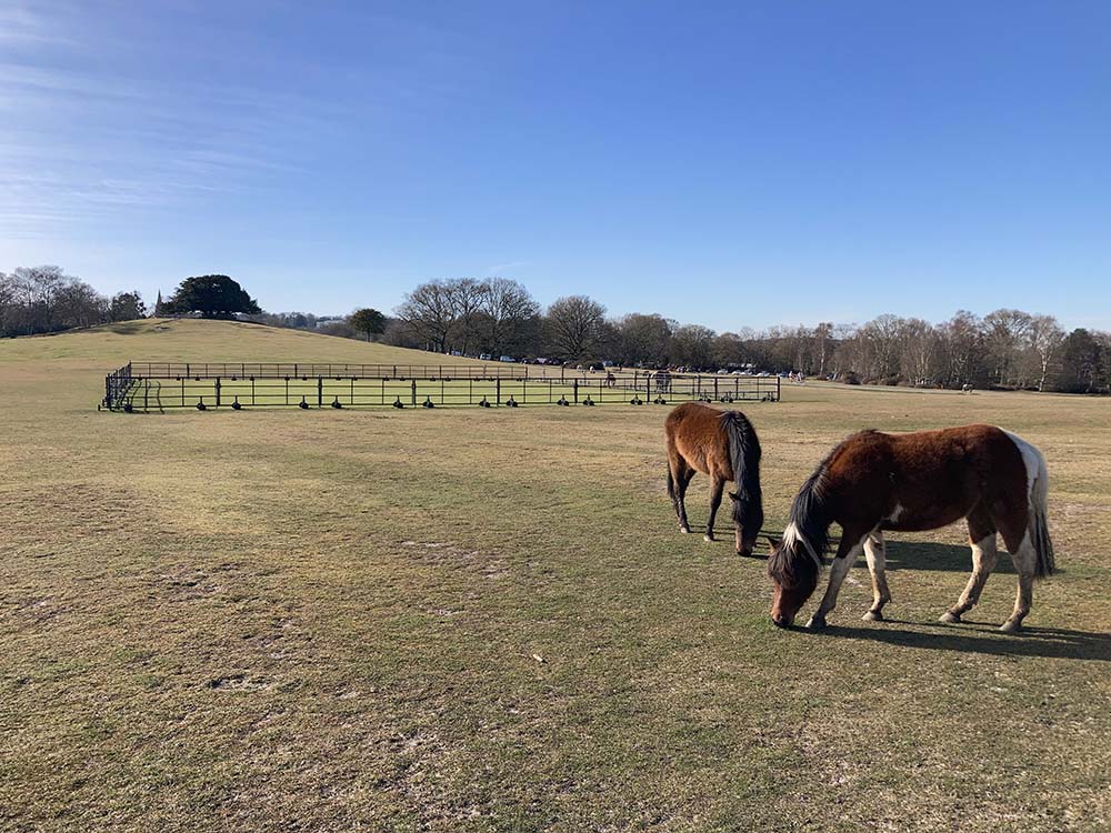 New forest Ponies