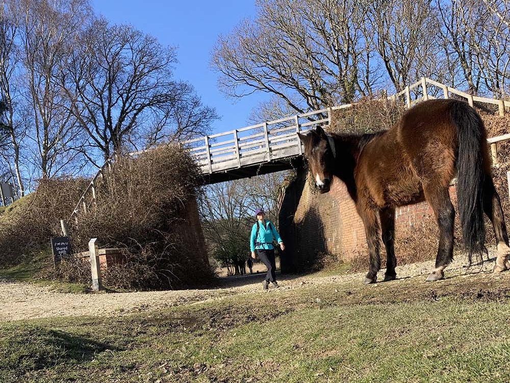 New Forest Pony and Sue Barrett