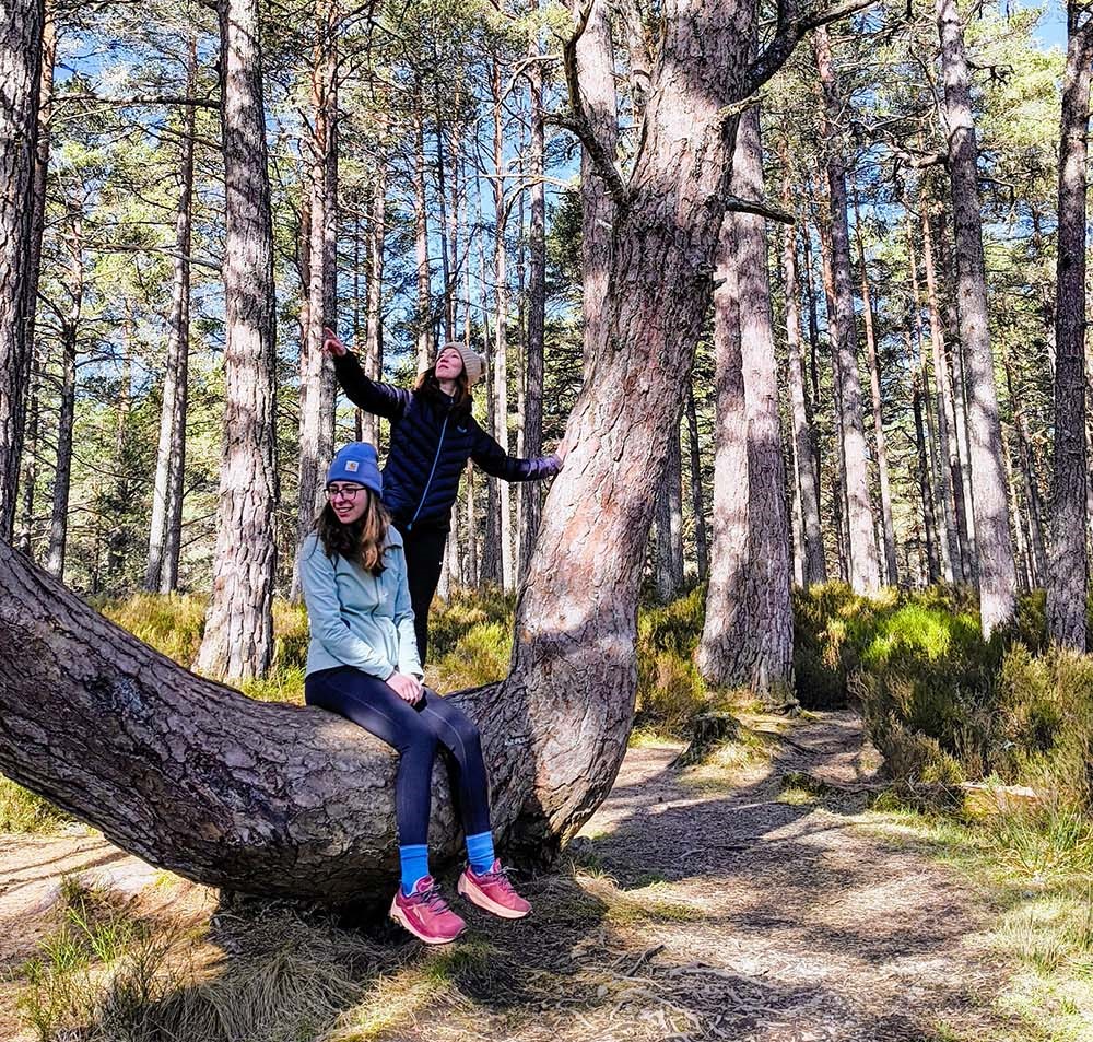 A perfect picnic tree