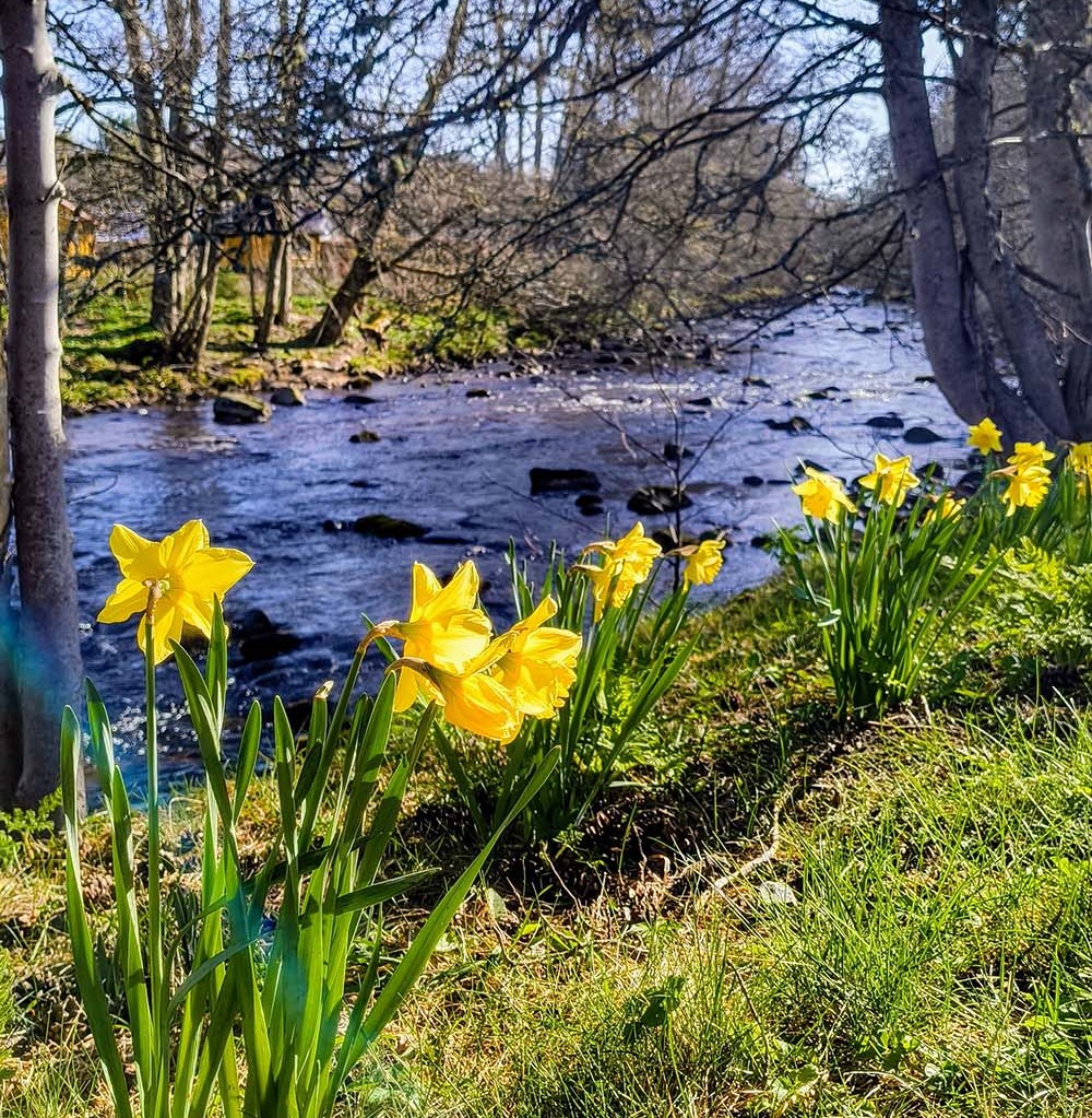 nethy bridge walk daffodils by the river