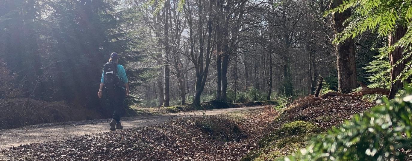 New Forest Beginner Hikes
