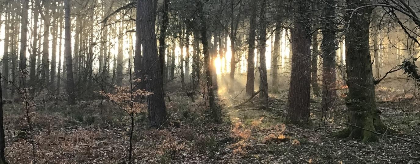 parkend circular walk forest of dean