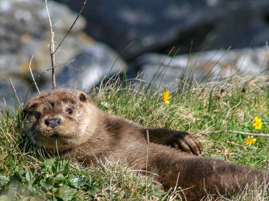 Otters on Vatersay