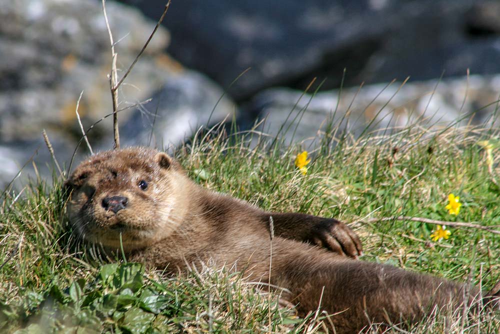 Otters on Vatersay