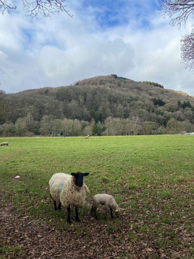 Wye Valley Lambs Bigsweir