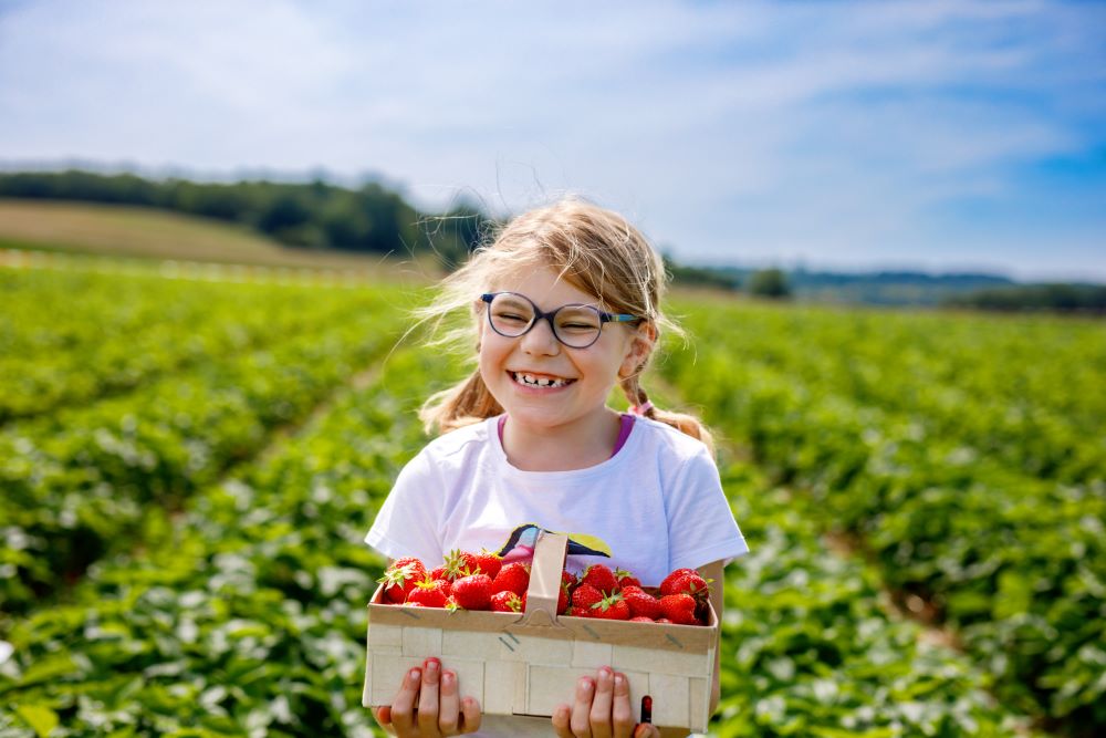 little girl holding a punnet of strawberries