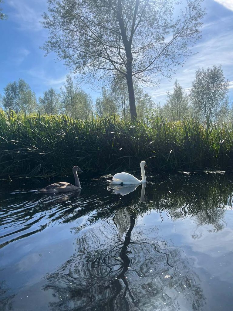 geese on the river stour